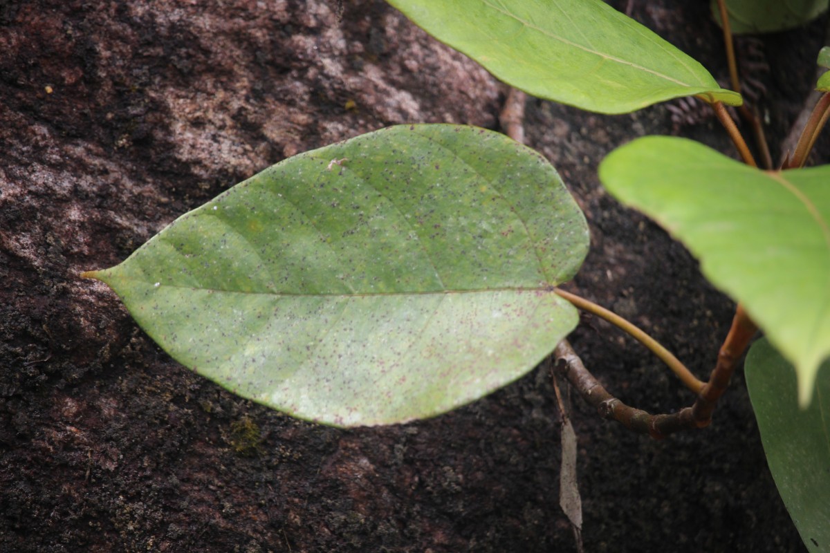 Ficus laevis Blume